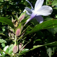 Barleria involucrata Nees